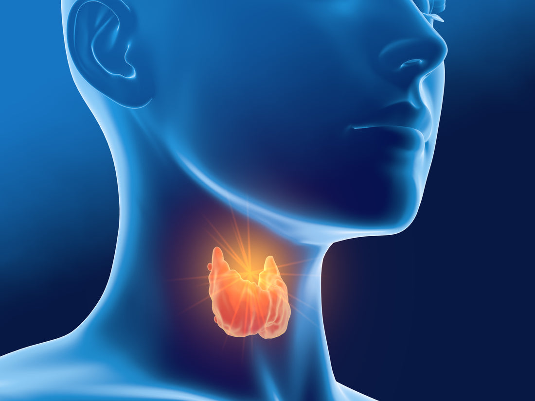 Foods That Are Good For Your Thyroid